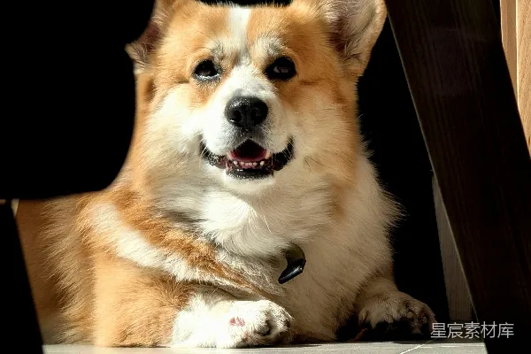 高清摄影 一只快乐的柯基犬从家具下面探出头来。