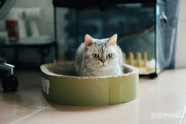 高清摄影 一只灰色虎斑猫坐在纸板床上。