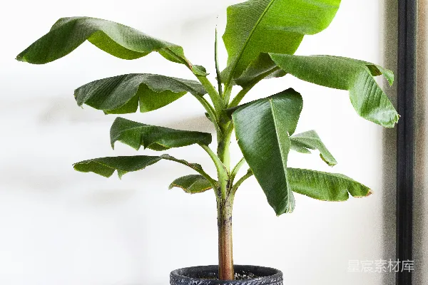 高清摄影 一盆大绿叶的香蕉植物