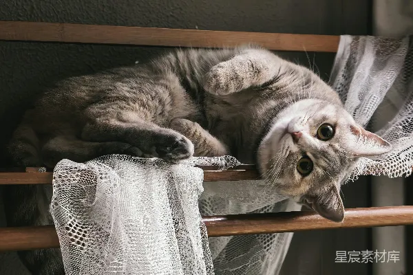 高清摄影 一只虎斑猫躺在有蕾丝装饰的木架上。