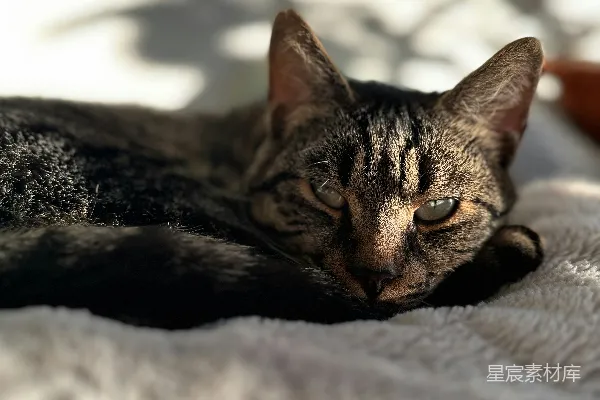 高清摄影 一只虎斑猫正躺在柔软的毯子上。