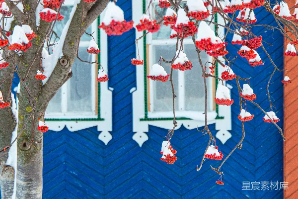 高清摄影 一棵开红花的树在蓝色建筑前。