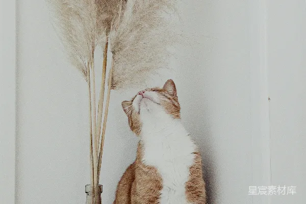 高清摄影 一只猫坐在一个花瓶旁边，花瓶里有一株植物。