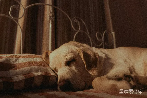 高清摄影 一只黄色的拉布拉多犬正在条纹床上睡觉。