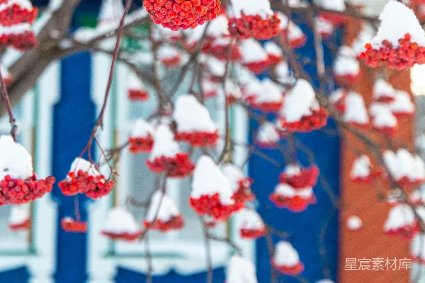 高清摄影 一棵树在雪地里结着红果子。