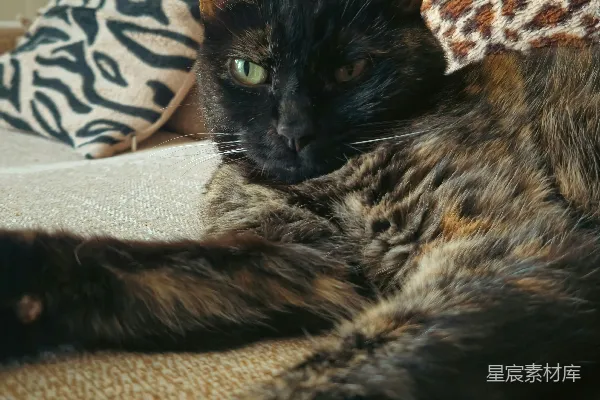 高清摄影 一只玳瑁色的猫正趴在沙发上，旁边是带有图案的靠垫。