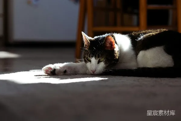 高清摄影 一只猫在阳光下休息在地板上。