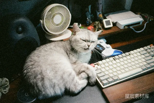 高清摄影 一只毛茸茸的猫靠在电脑键盘旁边。