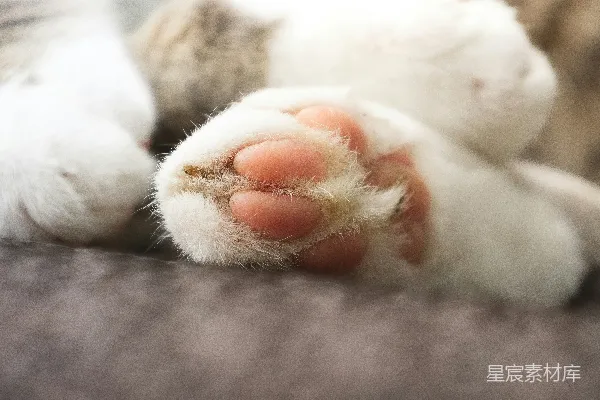 高清摄影 猫的白色爪子上有粉红色的脚趾甲。