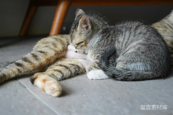 高清摄影 小猫在吸食母亲的乳汁。