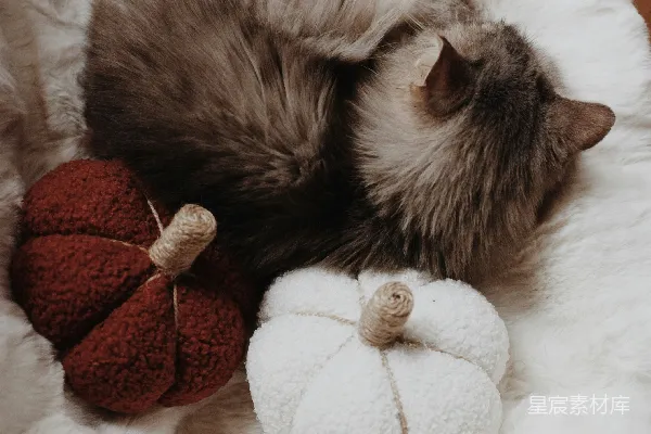高清摄影 毛茸茸的猫正睡在一张白色地毯上，地毯上还装饰着南瓜。