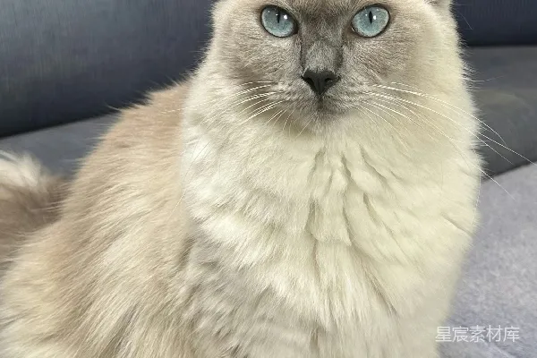 高清摄影 一只蓝眼睛的毛茸茸的猫坐在灰色的沙发上。