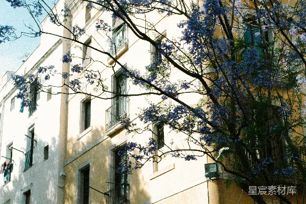 高清摄影 街角处，长着盛开的 jacaranda 树枝。