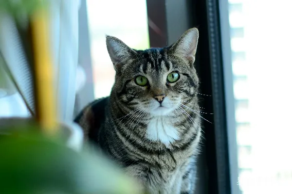 高清摄影 一只虎斑猫坐在窗边。