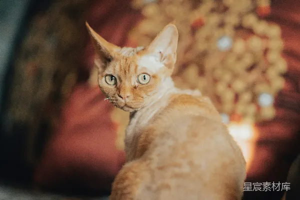 高清摄影 一只毛茸茸的橙色猫咪坐在沙发上。