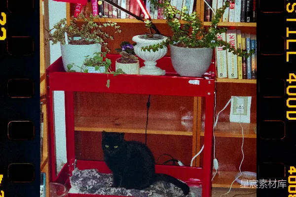 高清摄影 黑猫坐在装有植物的红色车上