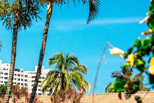 高清摄影 棕榈树和热带植被在蓝天的背景下。
