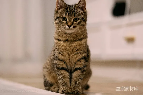 高清摄影 一只小花猫坐在木制地板上。
