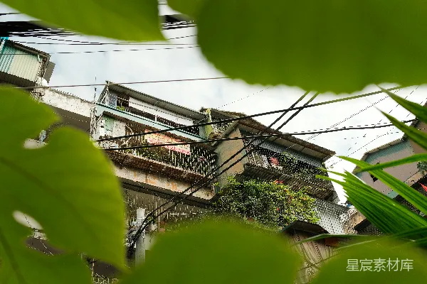 高清摄影 透过树叶看到的错综复杂的电线建筑