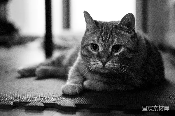高清摄影 一只黑白相间的虎斑猫在地板上放松。