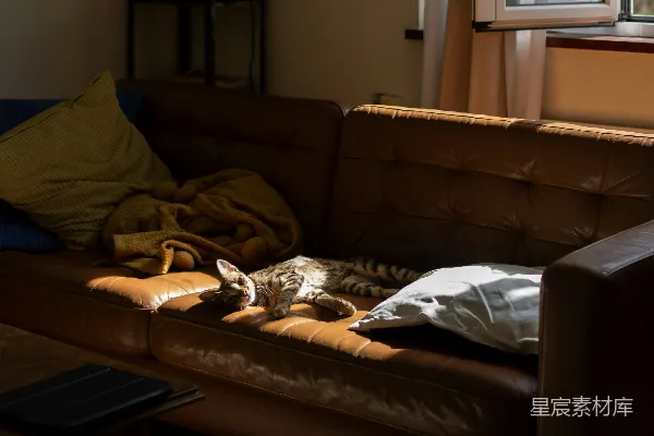 高清摄影 一只猫在阳光照耀的皮沙发上打盹。