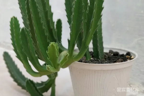 高清摄影 一株绿色的小植物，种在一个白色花盆里。