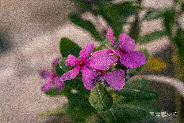 高清摄影 一株植物上的一朵紫色花的特写。