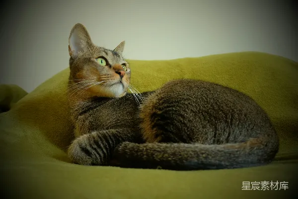 高清摄影 一只棕色虎斑猫靠在黄色沙发上。