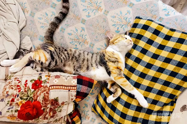 高清摄影 一只虎斑猫在有图案的枕头上伸展身体。