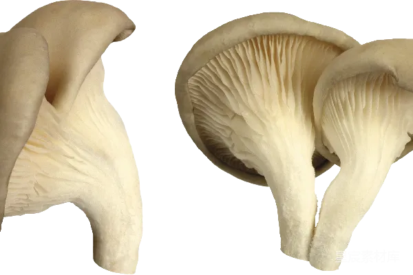 元素素材 蘑菇