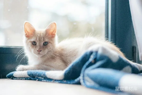 高清摄影 一只淡橙色的小猫正趴在蓝色毯子上。