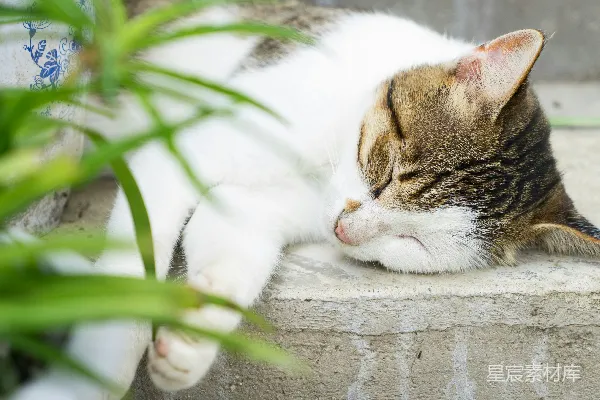 高清摄影 一只虎斑和白色相间的猫在混凝土台阶上睡觉。