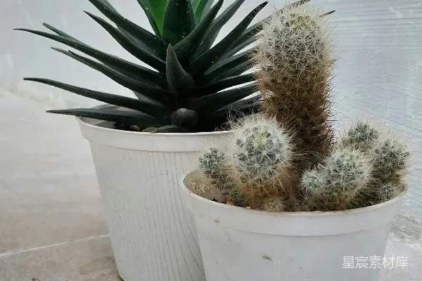 高清摄影 几盆盆栽植物并排摆放着。