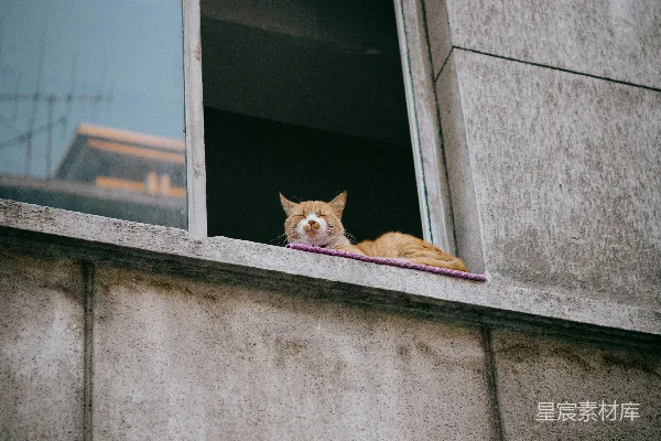 高清摄影 一只猫在窗外窗台的窗台上休息。