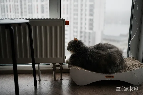 高清摄影 一只蓬松的灰色猫坐在窗边。