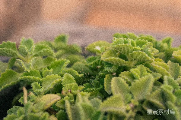 高清摄影 一束绿植的特写