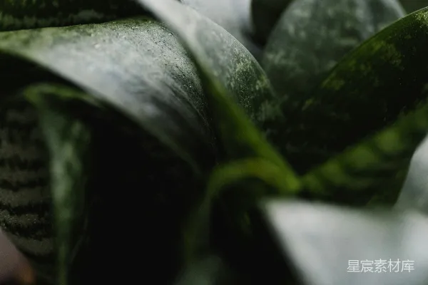 高清摄影 一张绿色叶子的植物的特写照片