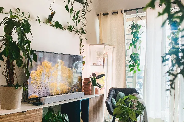 高清摄影 一个有电视和植物的房间
