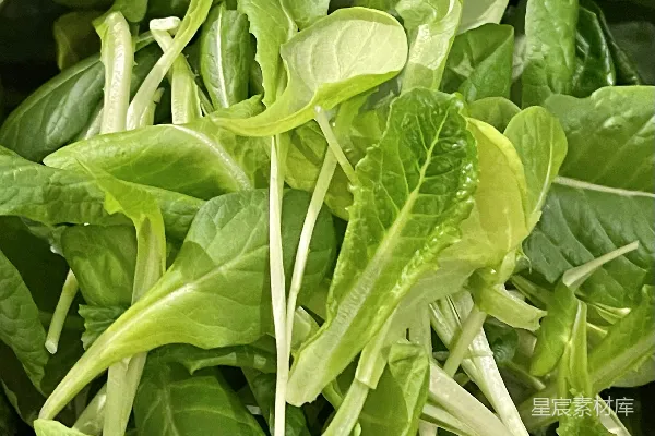 高清摄影 绿色和白色叶植物