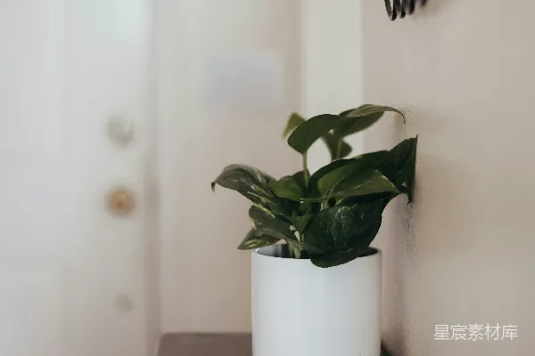 高清摄影 一盆植物