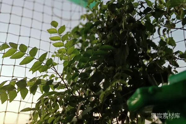 高清摄影 一盆植物放在绿色屏幕前