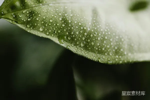 高清摄影 一张特写的绿色叶子，上面有水滴。