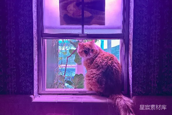 高清摄影 毛茸茸的橙色猫咪坐在窗台上，望着窗外。