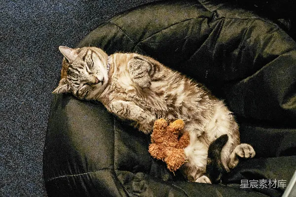 高清摄影 一只虎斑猫仰卧着睡着，旁边放着一个玩具。