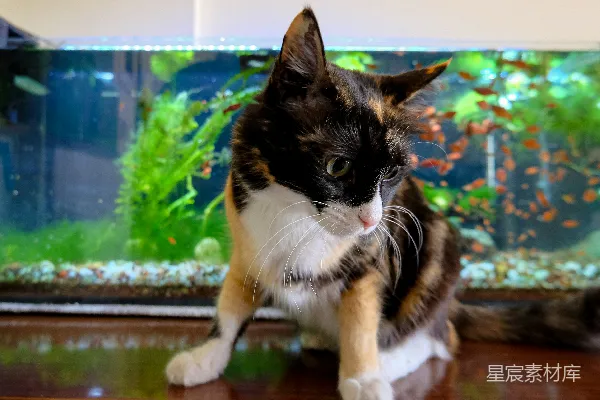 高清摄影 一只花猫坐在鱼缸前。