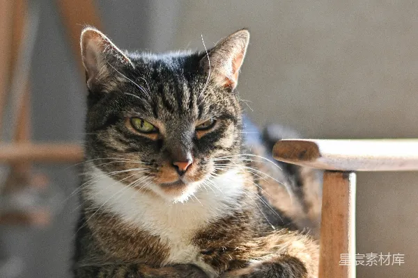 高清摄影 一只虎斑猫在阳光下栖息在椅子上。