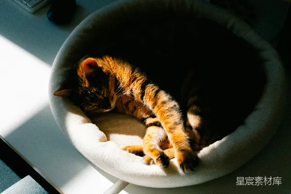 高清摄影 一只橙色虎斑猫在圆形床上睡觉。