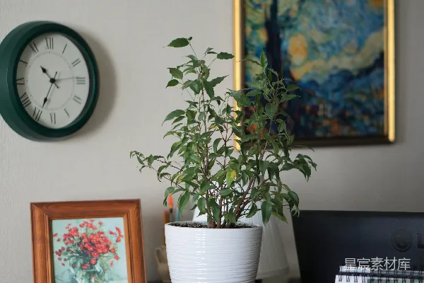 高清摄影 一个盆栽植物放在木桌上。