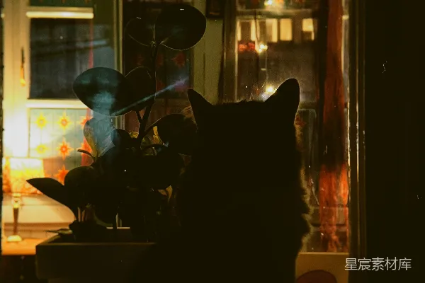 高清摄影 一只剪影猫在夜晚坐在窗边。