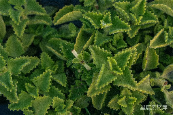 高清摄影 一株绿叶植物的特写